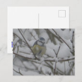 雪の中の小さな色とりどりの鳥 DIY ポストカード (正面/裏面)
