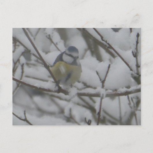 雪の中の小さな色とりどりの鳥 DIY ポストカード (正面)