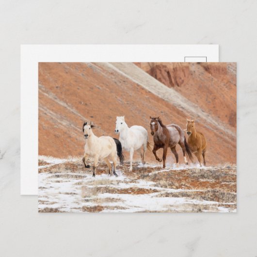 雪の中の小さな馬の群れのある隠れ家の牧場 ポストカード (正面/裏面)