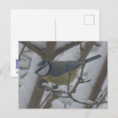 雪の中の小鳥のクローズアップ DIY ポストカード (正面/裏面)