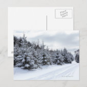 雪の中の常緑樹と道路 ポストカード (正面/裏面)