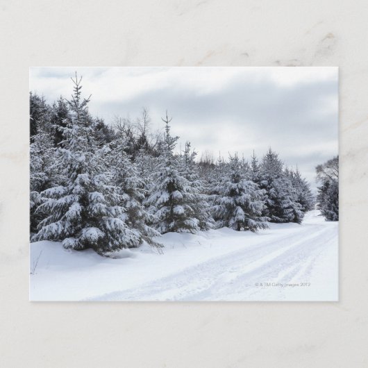 雪の中の常緑樹と道路 ポストカード (正面)