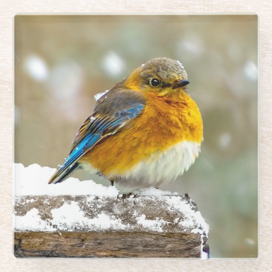 雪の中の東部ブルーバード – オリジナル写真 ガラスコースター (正面)
