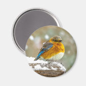 雪の中の東部ブルーバード – オリジナル写真 マグネット (正面/裏面)