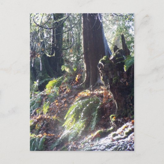 雪の中の森のトロール#2 ポストカード (正面)