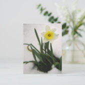 雪の中の水仙 ポストカード (スタンド正面)