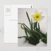 雪の中の水仙 ポストカード (正面/裏面)