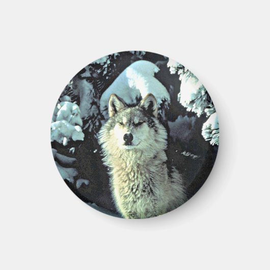雪の中の狼 マグネット (正面)