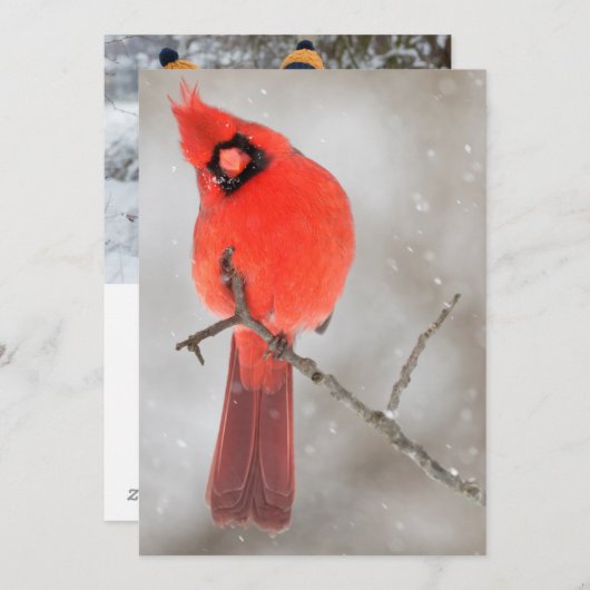 雪の中の男性（鳥）ショウジョウコウカンチョウ シーズンカード (正面/裏面)