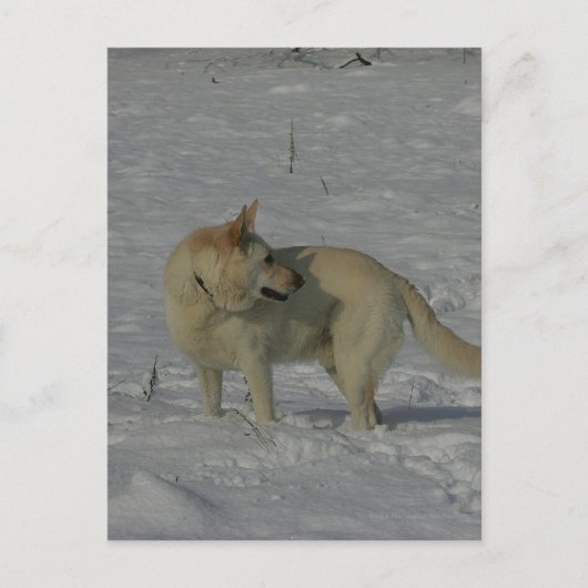 雪の中の白いドイツの羊飼い ポストカード (正面)