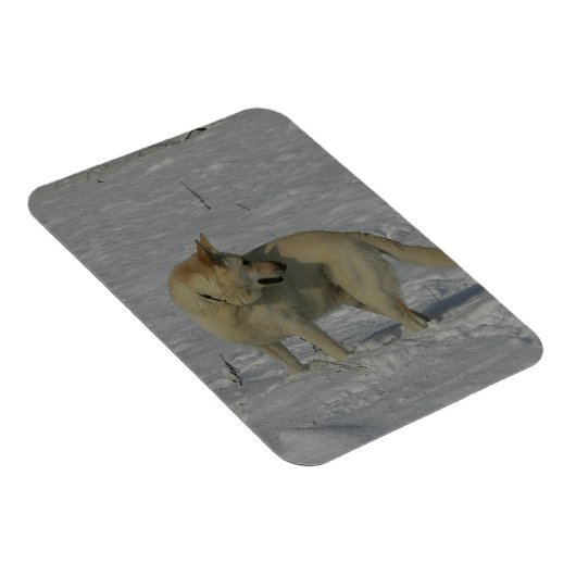 雪の中の白いドイツの羊飼い マグネット (右側)