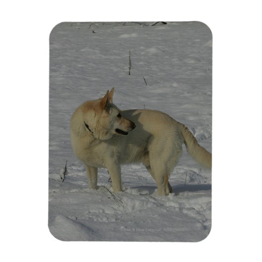雪の中の白いドイツの羊飼い マグネット (縦)