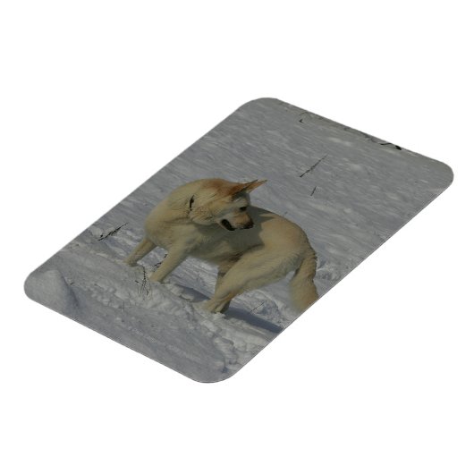 雪の中の白いドイツの羊飼い マグネット (左側)