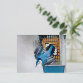 雪の中の白い胸のナツハッチ – オリジナル写真 ポストカード (スタンド正面)