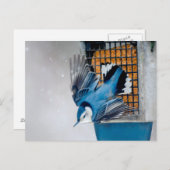 雪の中の白い胸のナツハッチ – オリジナル写真 ポストカード (正面/裏面)