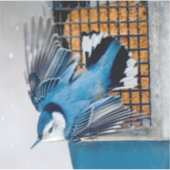 雪の中の白い胸のヌサッチ – オリジナル写真 シール (正面)