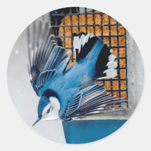 雪の中の白い胸のヌサッチ – オリジナル写真 ラウンドシール (正面)