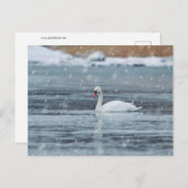 雪の中の白鳥の冬の条件はがき ポストカード (正面/裏面)