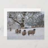 雪の中の羊 ポストカード (正面/裏面)