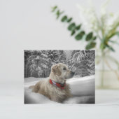 雪の中の美しいゴールデンレトリバー ポストカード (スタンド正面)