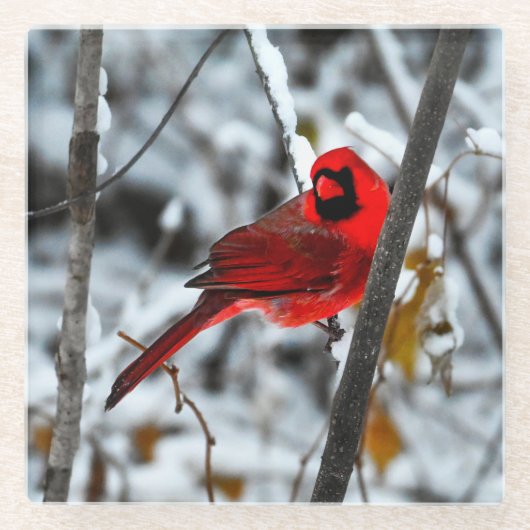 雪の中の美しい明るい赤の（鳥）ショウジョウコウカンチョウ ガラスコースター (正面)