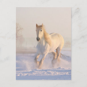 雪の中の美しランニングい白馬の馬 ポストカード