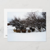 雪の中の群れを集める ポストカード (正面/裏面)