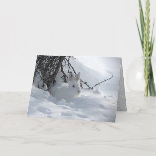 雪の中の茂みの下にいるカユーシャウサギ シーズンカード (正面)