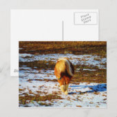 雪の中の茶色とクリーム色のミニチュア馬 ポストカード (正面/裏面)