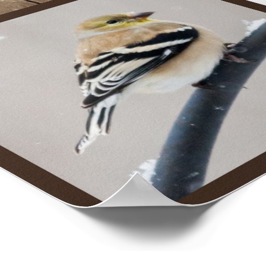 雪の中の裏庭の鳥 ポスター (角)