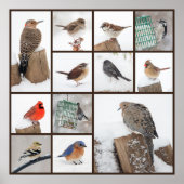 雪の中の裏庭の鳥 ポスター (正面)