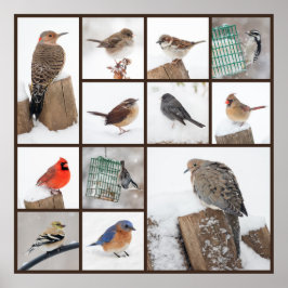 雪の中の裏庭の鳥 ポスター