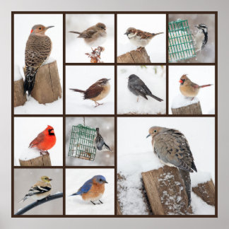 雪の中の裏庭の鳥 ポスター