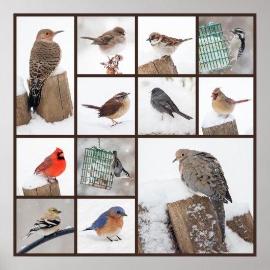 雪の中の裏庭の鳥 ポスター (正面)