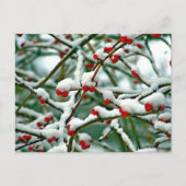 雪の中の赤い果実(2025) ポストカード (正面)
