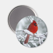 雪の中の赤い(鳥)ショウジョウコウカンチョウ マグネット (正面/裏面)