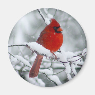 雪の中の赤い（鳥）ショウジョウコウカンチョウ マグネット