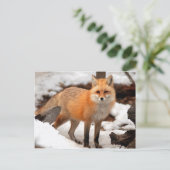 雪の中の赤狐 ポストカード (スタンド正面)