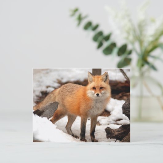 雪の中の赤狐 ポストカード (スタンド正面)