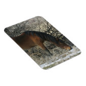 雪の中の野生のマスタング馬1 マグネット (右側)