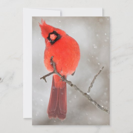 雪の中の雄のショウジョウコウカンチョウ シーズンカード (正面)