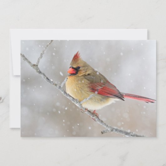 雪の中の雌のショウジョウコウカンチョウ シーズンカード (正面)