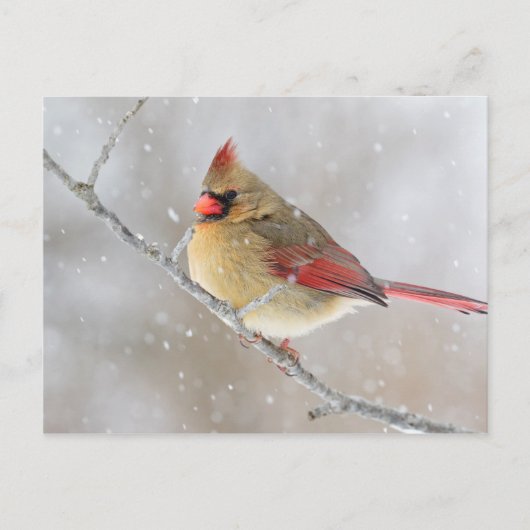 雪の中の雌のショウジョウコウカンチョウ シーズンポストカード (正面)