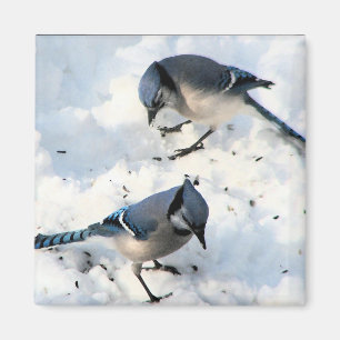 雪の中の青いカケスの鳥自然 マグネット