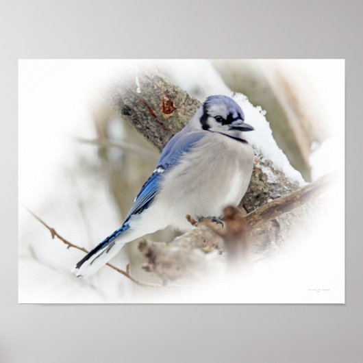 雪の中の青いジェイの松の鳥 ポスター (正面)