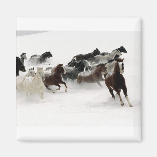 雪の中の馬 マグネット (正面)