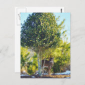 雪の中の鹿とホリーベリーツリー ポストカード (正面/裏面)