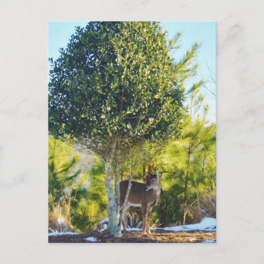 雪の中の鹿とホリーベリーツリー ポストカード (正面)