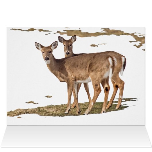 雪の中の鹿 (内部横(上))