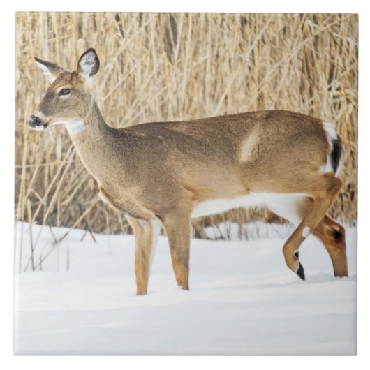 雪の中の鹿 タイル (正面)